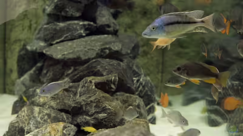 Besatz im Aquarium Becken 13672 von Ralf Bauer (32)