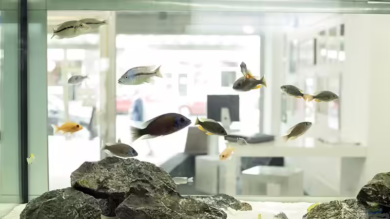 Besatz im Aquarium Becken 13672 von Ralf Bauer (33)