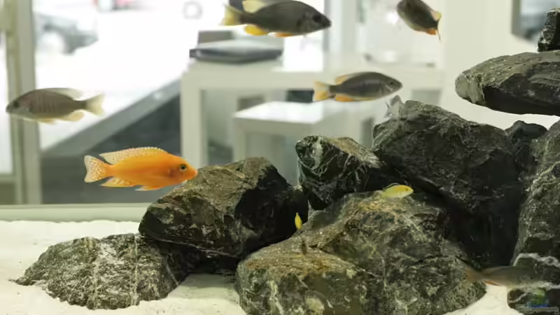 Besatz im Aquarium Becken 13672 von Ralf Bauer (34)