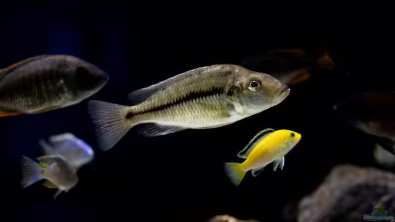 Besatz im Aquarium Becken 13672 von Ralf Bauer (35)