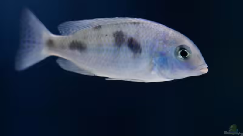 Besatz im Aquarium Becken 13672 von Ralf Bauer (38)