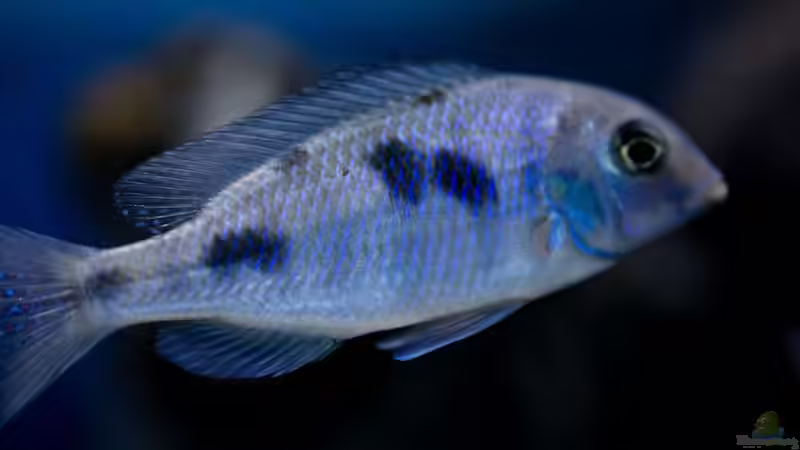 Besatz im Aquarium Becken 13672 von Ralf Bauer (39)