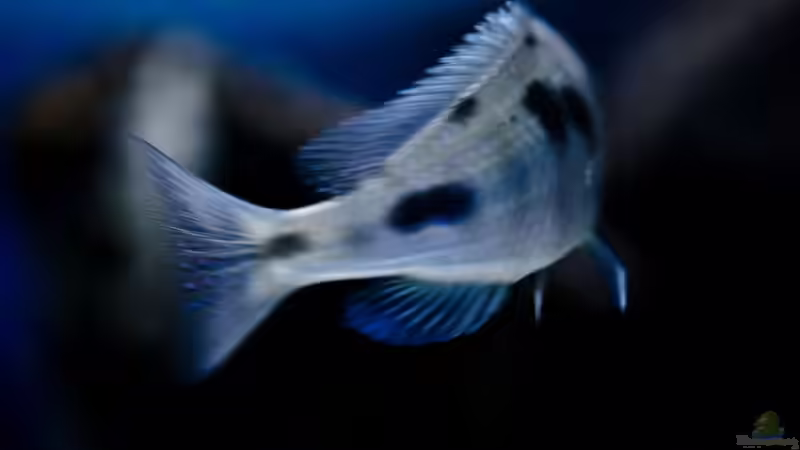 Besatz im Aquarium Becken 13672 von Ralf Bauer (40)