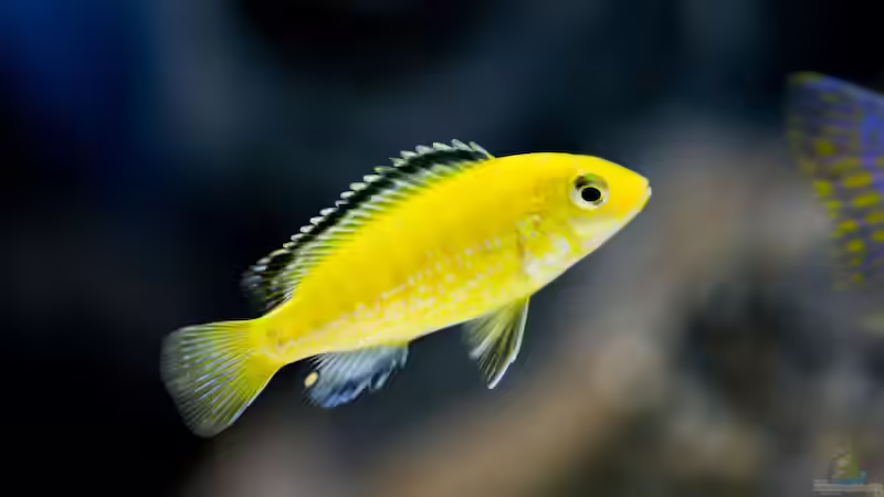 Besatz im Aquarium Becken 13672 von Ralf Bauer (41)