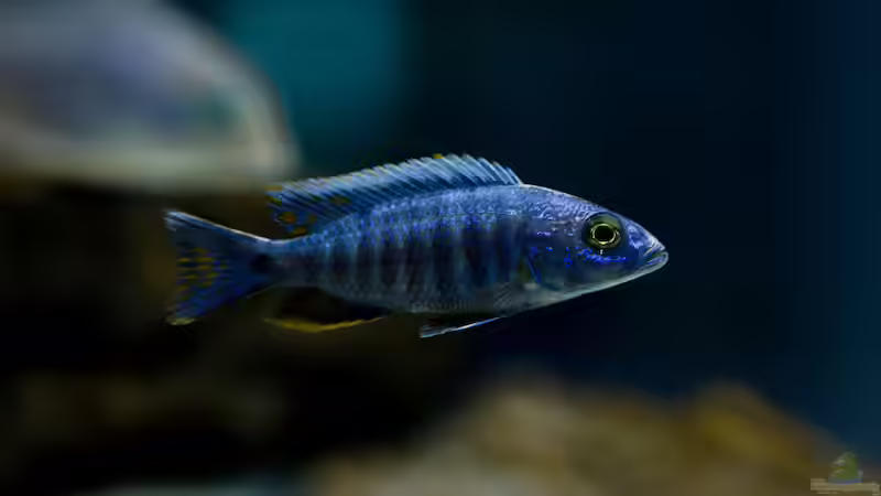 Besatz im Aquarium Becken 13672 von Ralf Bauer (42)