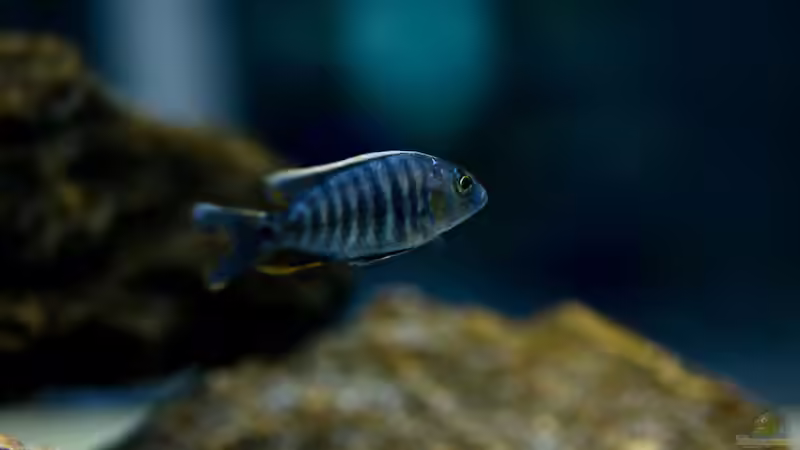 Besatz im Aquarium Becken 13672 von Ralf Bauer (43)