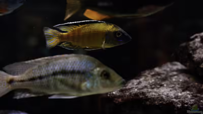 Besatz im Aquarium Becken 13672 von Ralf Bauer (45)