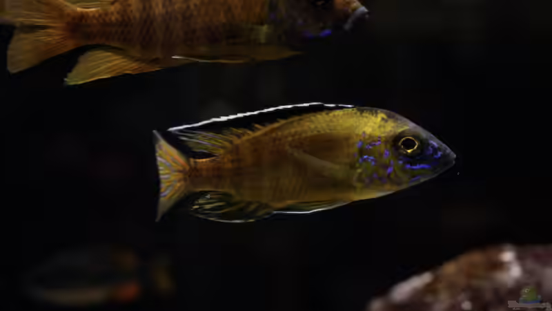 Besatz im Aquarium Becken 13672 von Ralf Bauer (46)