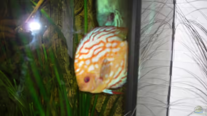 Besatz im Aquarium Becken 13693 von Erich Beer (15)