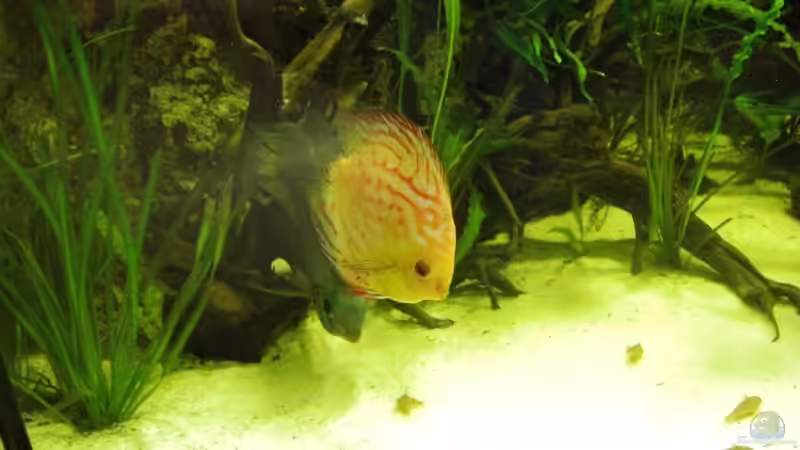 Besatz im Aquarium Becken 13693 von Erich Beer (16)