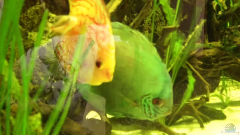 Besatz im Aquarium Becken 13693 von Erich Beer (18)