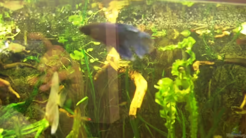 Besatz im Aquarium Becken 13693 von Erich Beer (19)