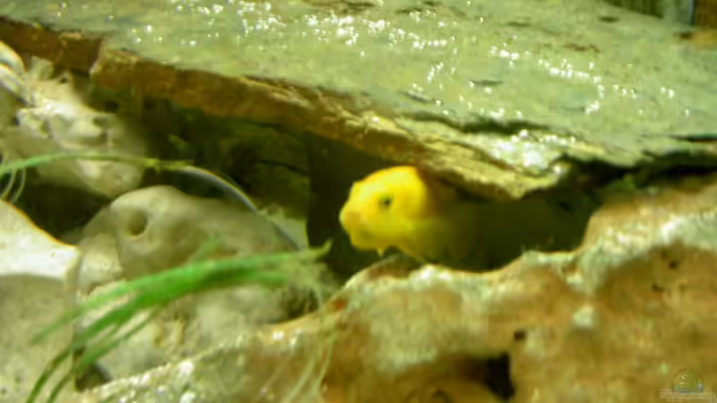 Besatz im Aquarium Becken 1370 von Evelyn Kowarsch (10)