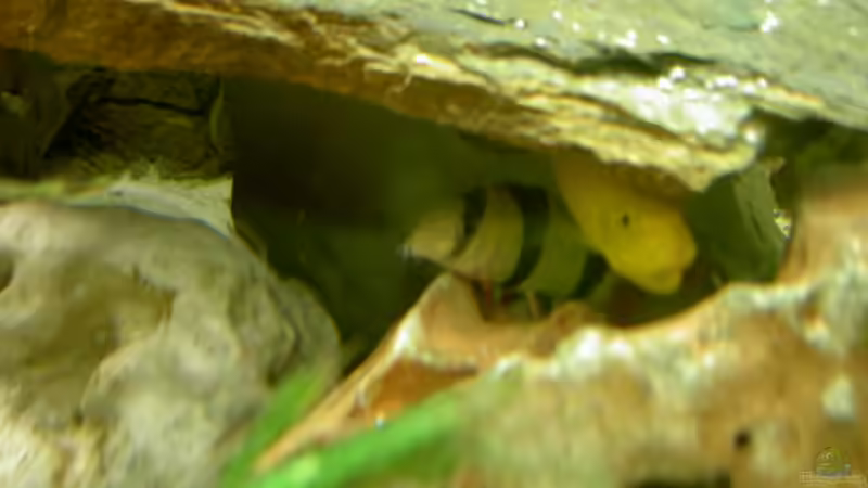 Besatz im Aquarium Becken 1370 von Evelyn Kowarsch (11)