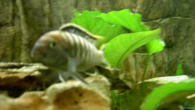 Besatz im Aquarium Becken 1370 von Evelyn Kowarsch (12)