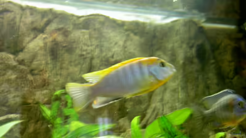 Besatz im Aquarium Becken 1370 von Evelyn Kowarsch (13)