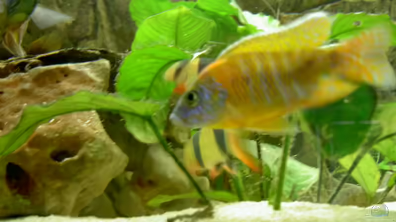 Besatz im Aquarium Becken 1370 von Evelyn Kowarsch (14)