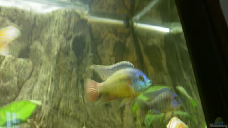 Besatz im Aquarium Becken 1370 von Evelyn Kowarsch (15)