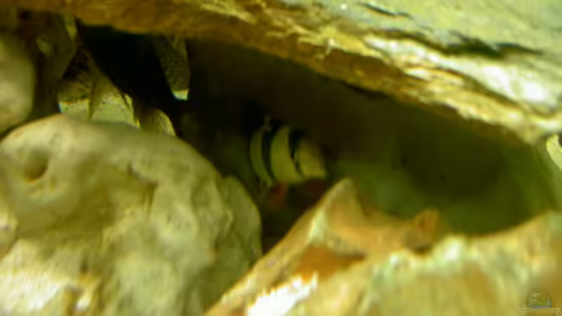 Besatz im Aquarium Becken 1370 von Evelyn Kowarsch (17)