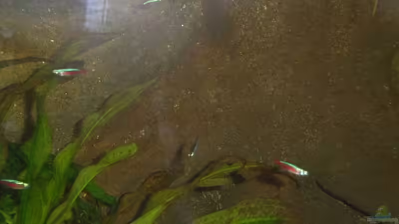 Besatz im Aquarium Becken 13702 von Markus Huber (30)