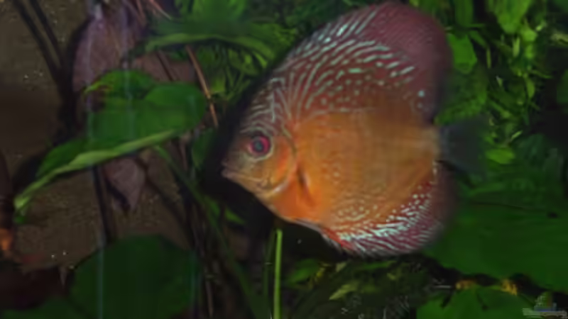 Besatz im Aquarium Becken 13702 von Markus Huber (31)