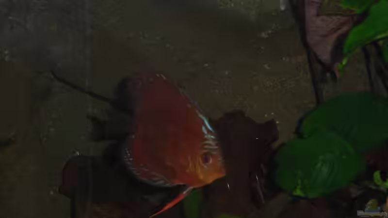 Besatz im Aquarium Becken 13702 von Markus Huber (33)