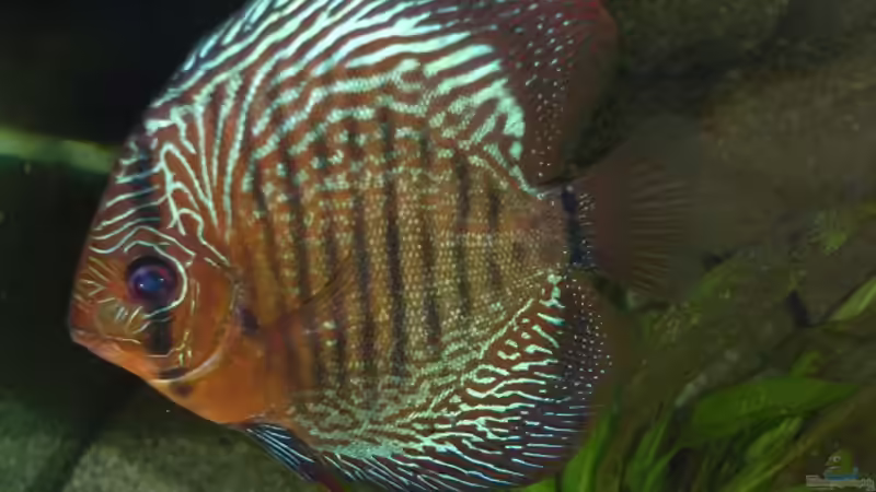 Besatz im Aquarium Becken 13702 von Markus Huber (34)