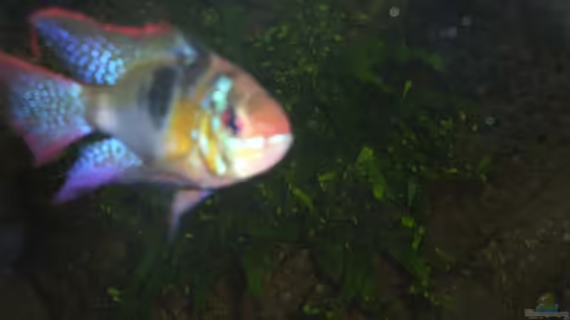 Besatz im Aquarium Becken 13702 von Markus Huber (35)