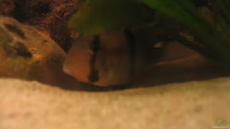 Besatz im Aquarium Becken 13707 von exhhtom64 (11)