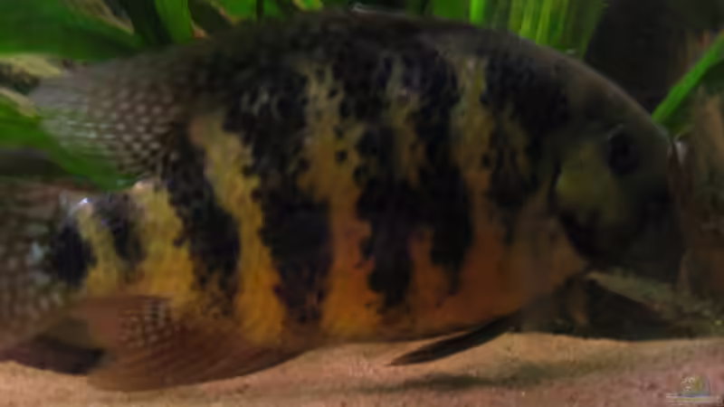 Besatz im Aquarium Becken 13707 von exhhtom64 (14)