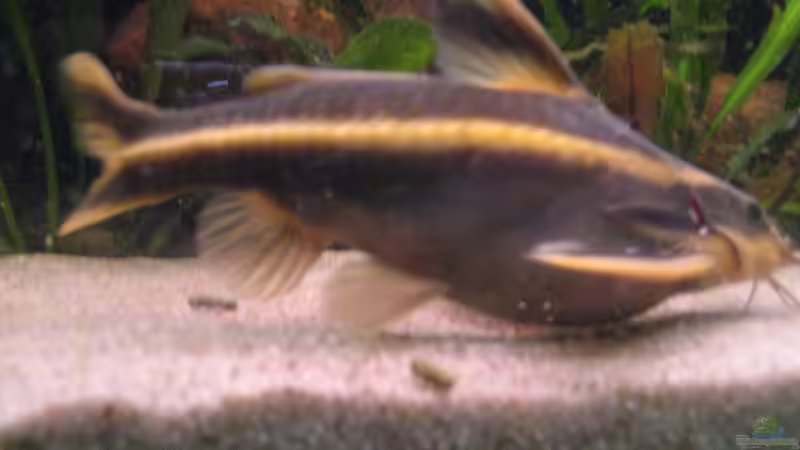 Besatz im Aquarium Becken 13707 von exhhtom64 (15)