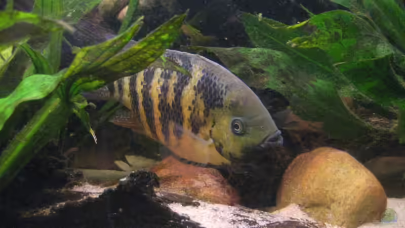 Besatz im Aquarium Becken 13707 von exhhtom64 (16)