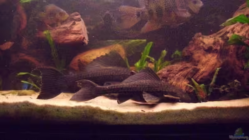 Besatz im Aquarium Becken 13707 von exhhtom64 (17)