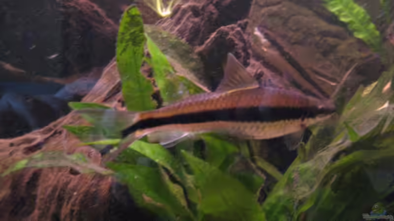 Besatz im Aquarium Becken 13707 von exhhtom64 (8)