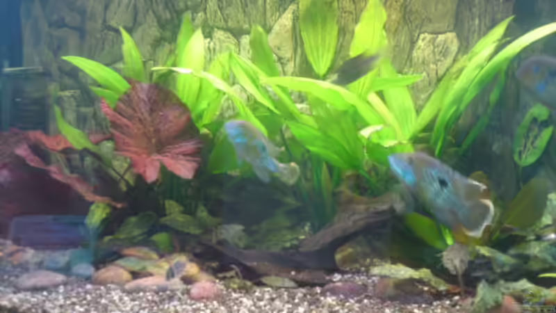 Besatz im Aquarium Becken 13725 von Michael Blum (6)