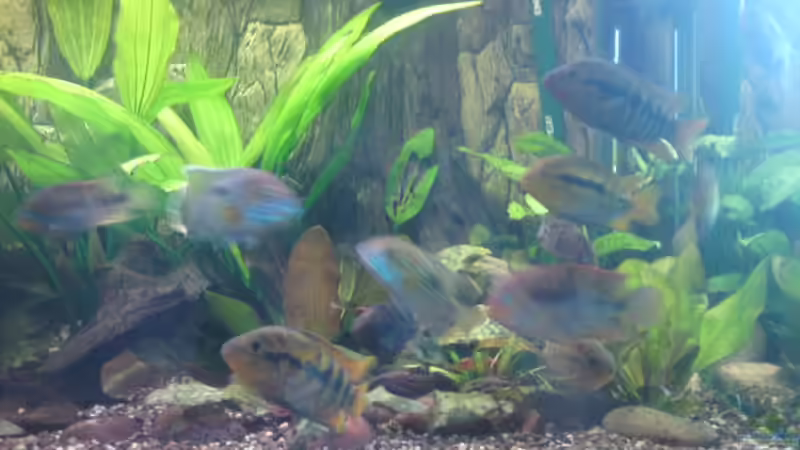 Besatz im Aquarium Becken 13725 von Michael Blum (7)