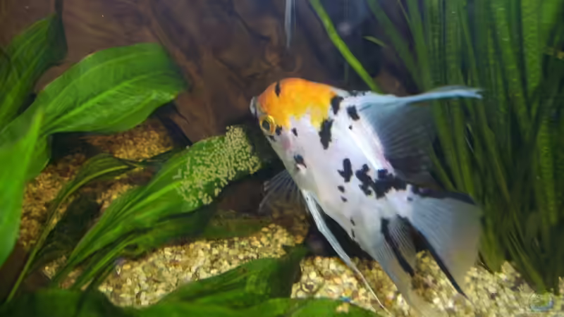 Besatz im Aquarium Becken 13765 von phoenix81 (15)