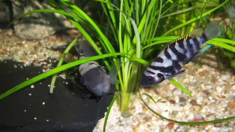 Besatz im Aquarium Becken 13773 von hansa61 (4)