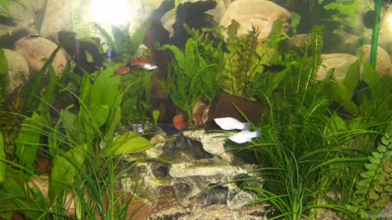 Besatz im Aquarium Becken 13773 von hansa61 (5)