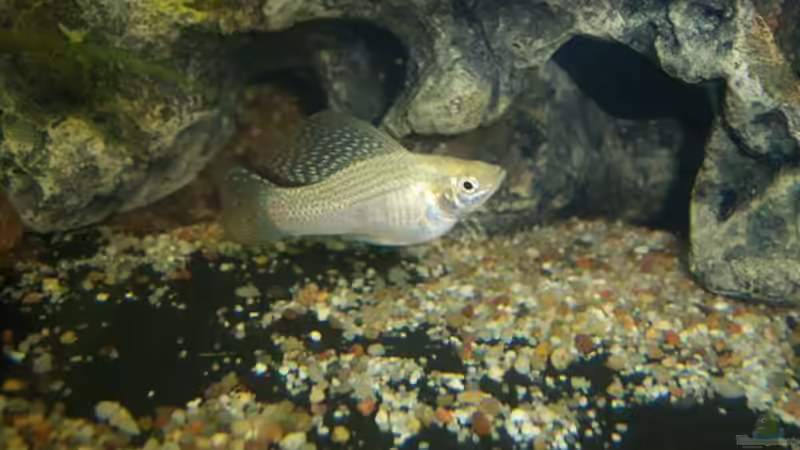 Besatz im Aquarium Becken 13773 von hansa61 (6)