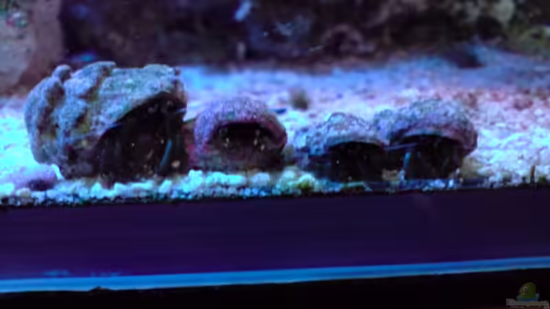 Besatz im Aquarium Becken 13788 von O.K. (18)