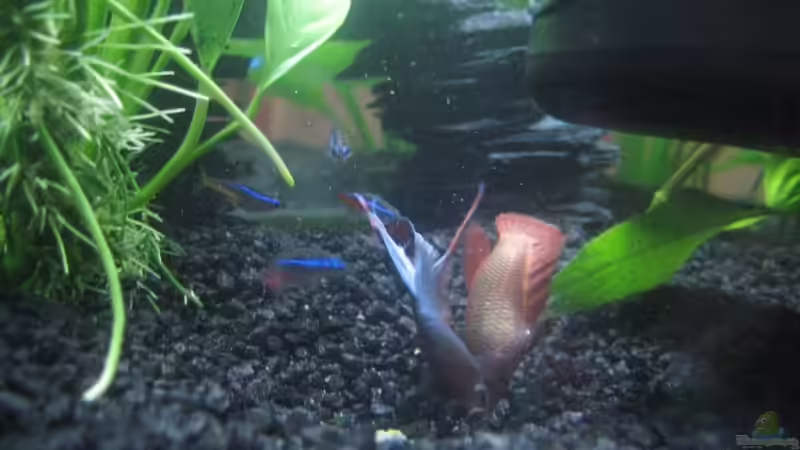 Besatz im Aquarium Becken 13819 von Tatjana Befus (7)