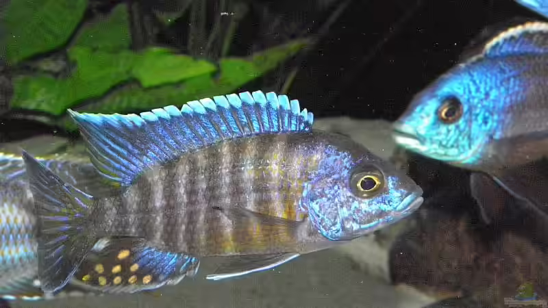 Besatz im Aquarium Becken 13826 von Dominik Steigewald (25)