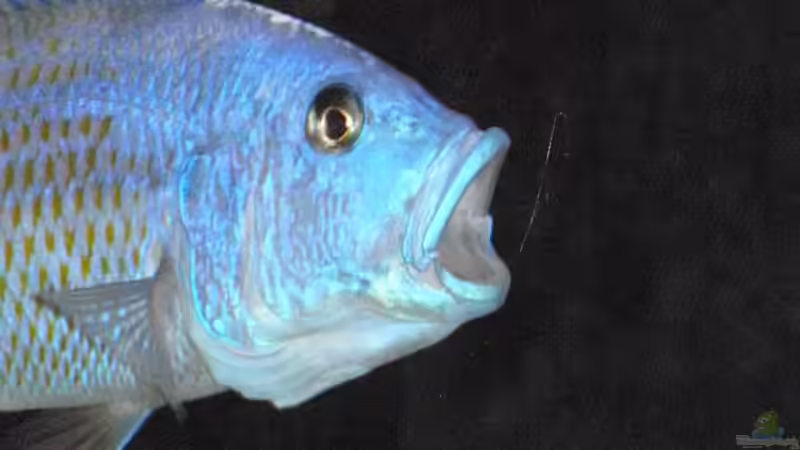 Besatz im Aquarium Becken 13826 von Dominik Steigewald (34)