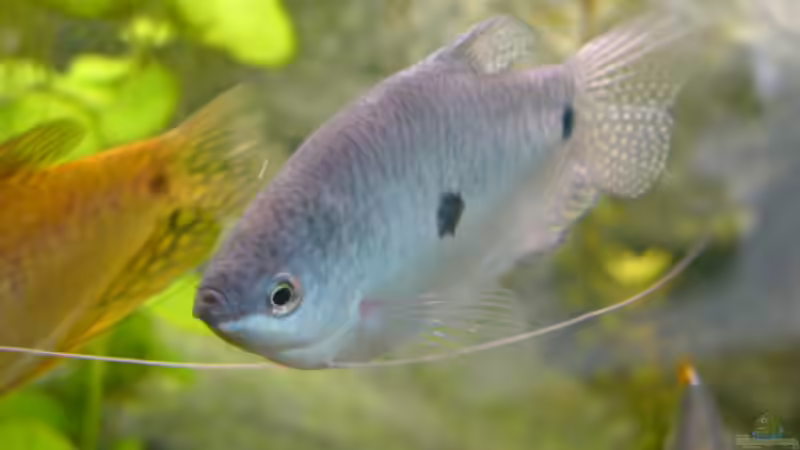 Besatz im Aquarium Becken 1387 von Mario Jungnitsch (17)