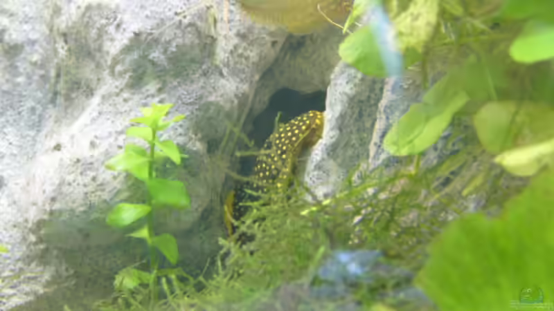 Besatz im Aquarium Becken 1387 von Mario Jungnitsch (18)