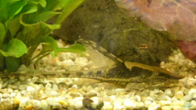 Besatz im Aquarium Becken 1387 von Mario Jungnitsch (19)