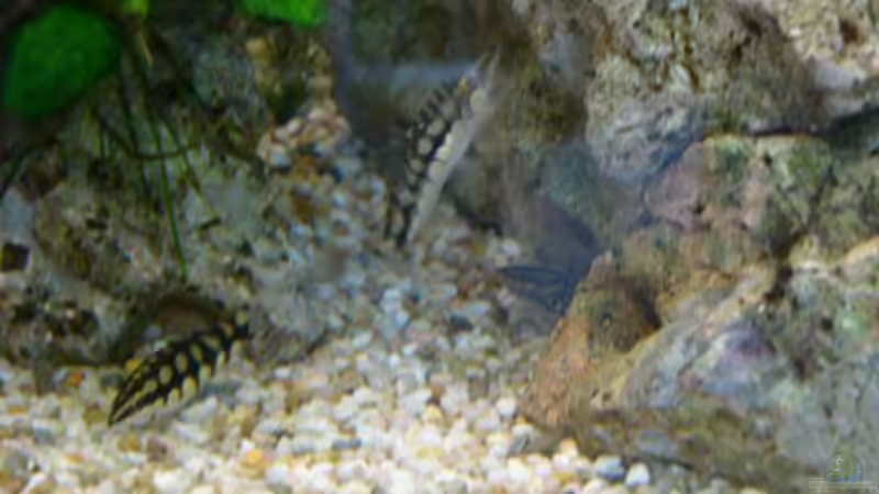 Besatz im Aquarium Becken 1387 von Mario Jungnitsch (21)