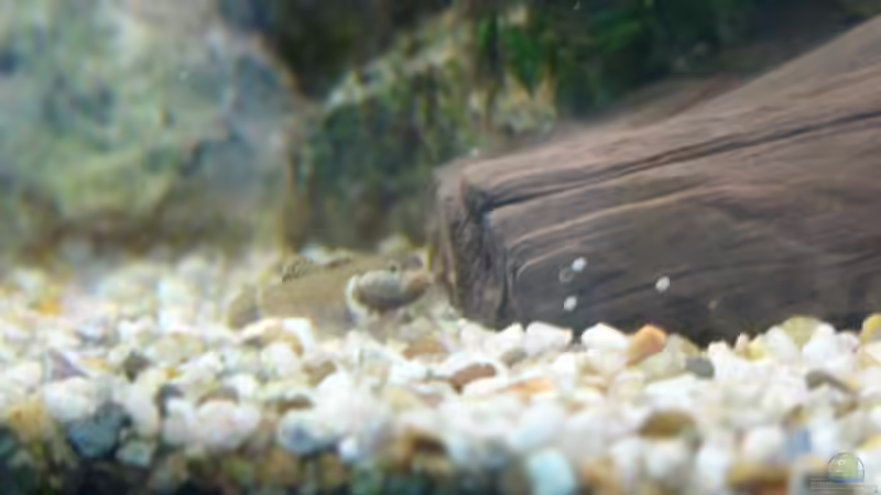 Besatz im Aquarium Becken 1387 von Mario Jungnitsch (22)