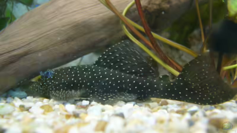 Besatz im Aquarium Becken 1387 von Mario Jungnitsch (23)